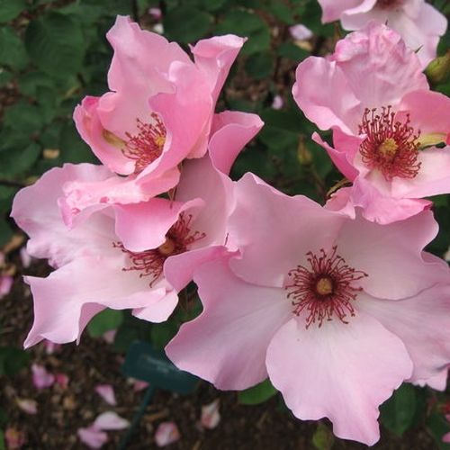 Světle růžová - Stromková růže s klasickými květy - stromková růže s rovnými stonky v koruně